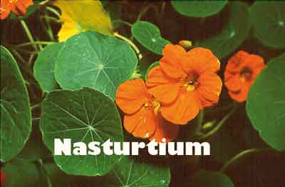 NASTURTIUM